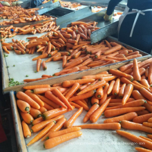 China fresh carrot factory supply price, new crop red carrot export 2021